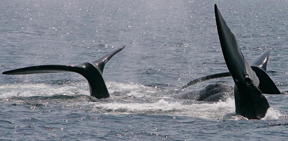 Study: Underwater Noise Hurts Whale Communication | WBUR News