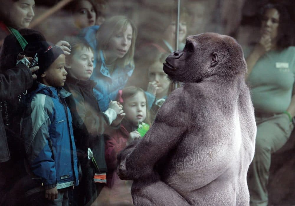 Why Boston's Zoos Fall Short, And Whether They Make Sense At All | Radio  Boston