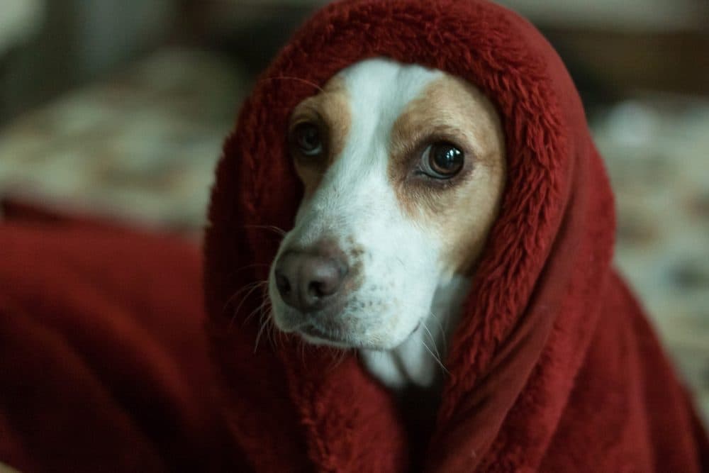 medication for dogs for thunderstorms