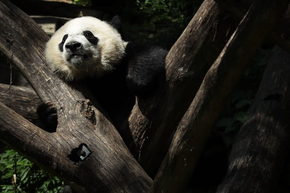 Giant Pandas Removed From Endangered List, Drawing Criticism From China |  Here & Now