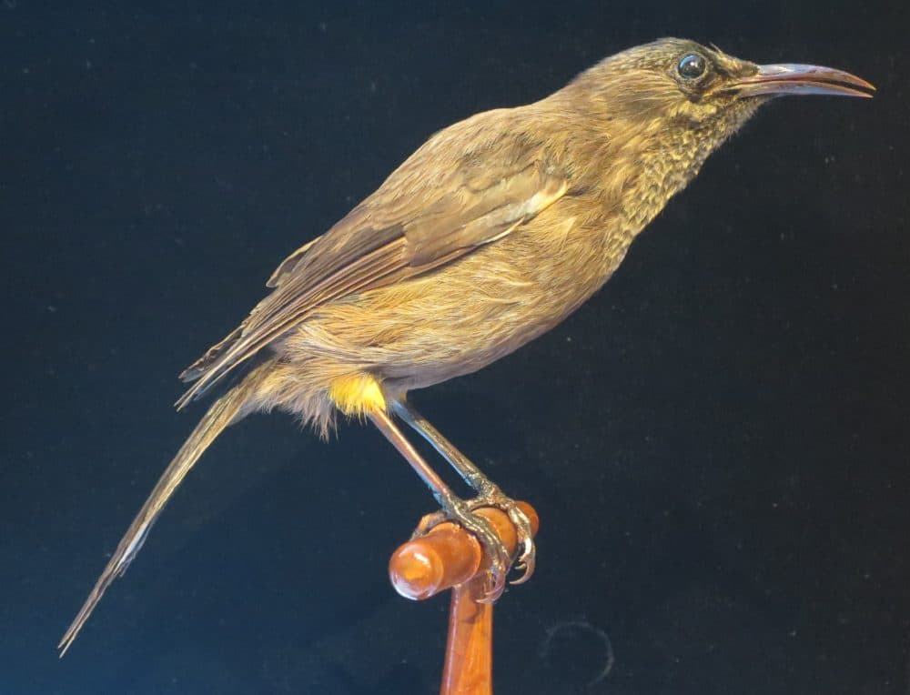 These Bird Songs Are Disappearing From Nature, So This Artist Captured Them In A Sound Installation | WBUR News These Bird Songs Are Disappearing From Nature, So This Artist Captured Them In A Sound Installation | WBUR News