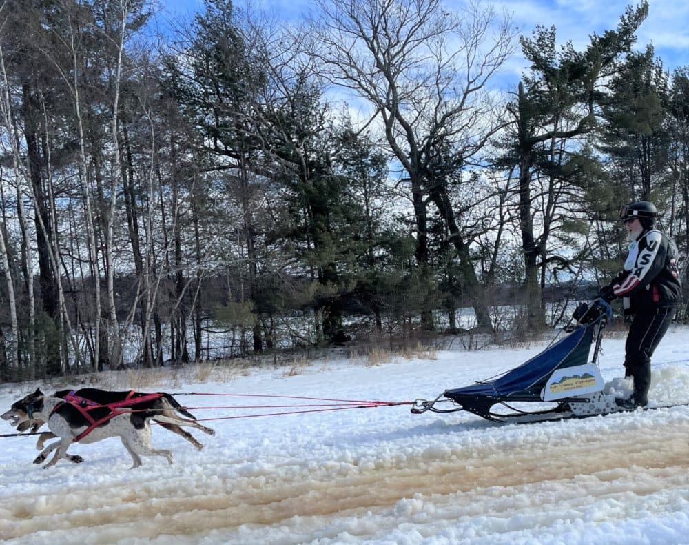 where in the world sled dogs are found