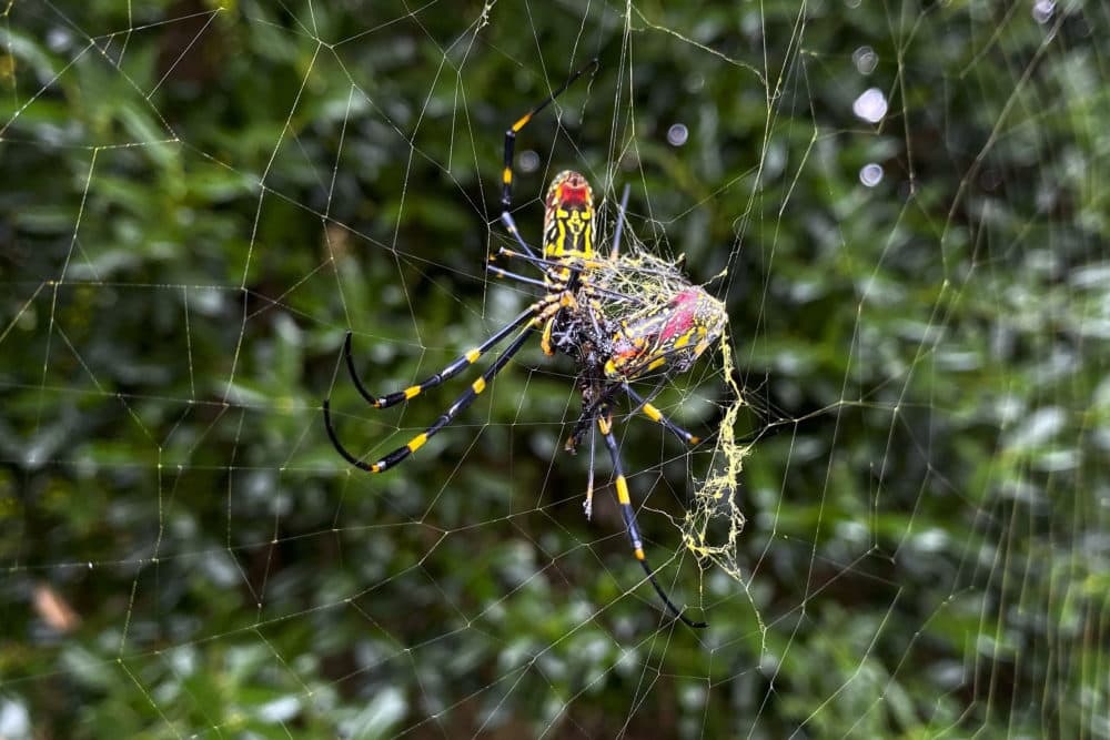 Joro spiders could make their way to New England. But it will take years —  and they mean you no harm | WBUR News