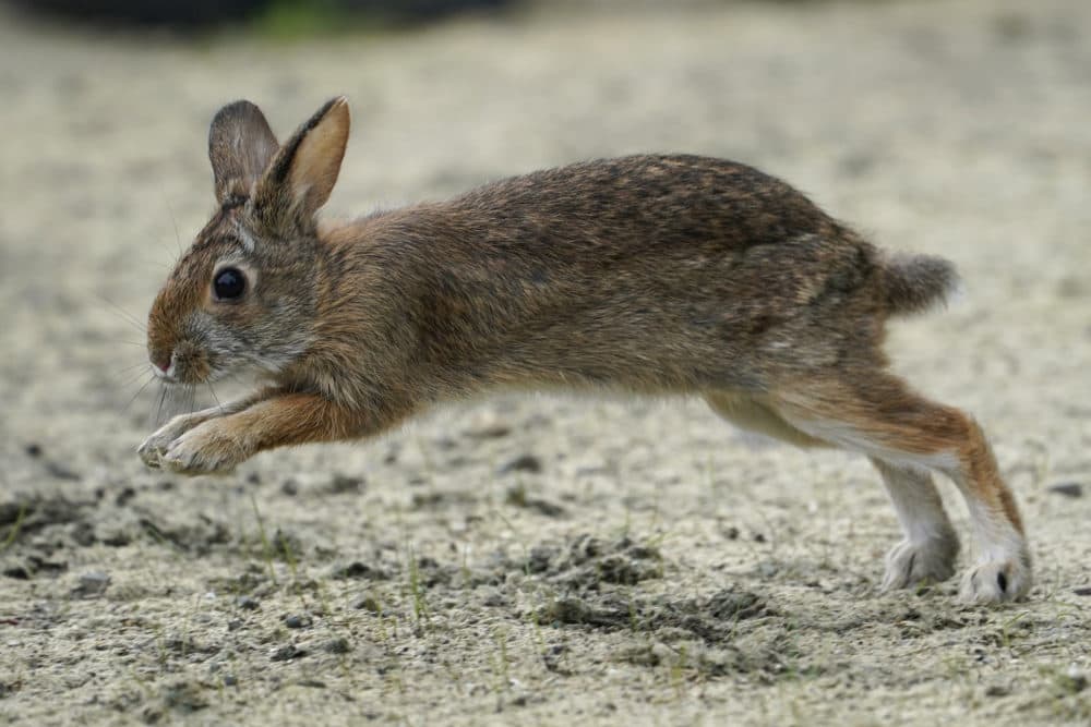 New Hampshire is gathering data on bunnies. Here's how you can hop to it  and help out | WBUR News