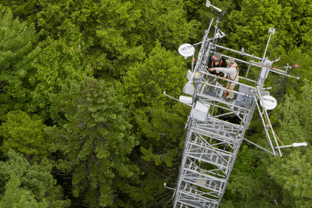 A Maine forest offers decades of data on the ability of trees to remove