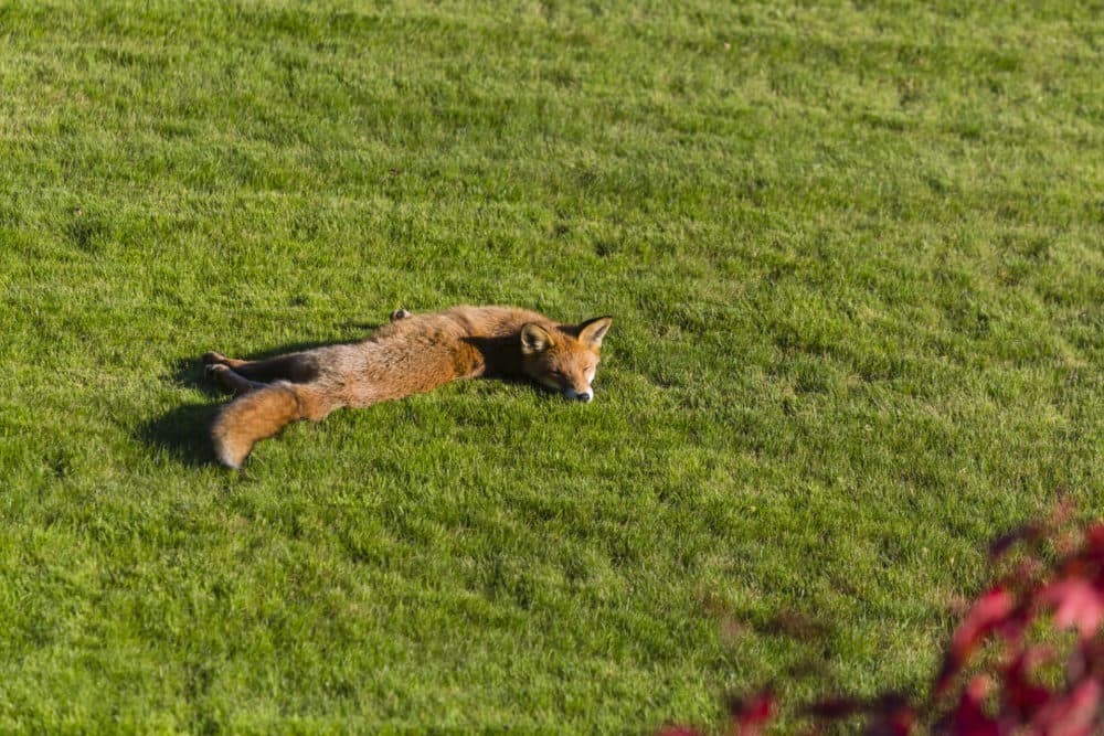 Lazy foxes, bold mice: How wildlife personalities shape the world | Endless  Thread