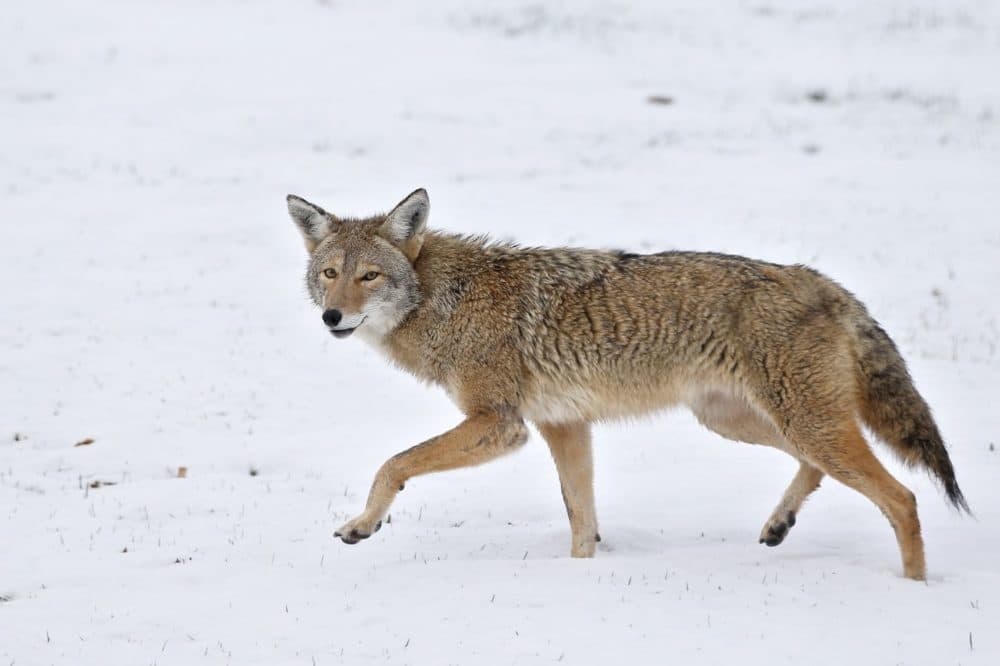 Nahant hires federal officials to kill coyotes WBUR News