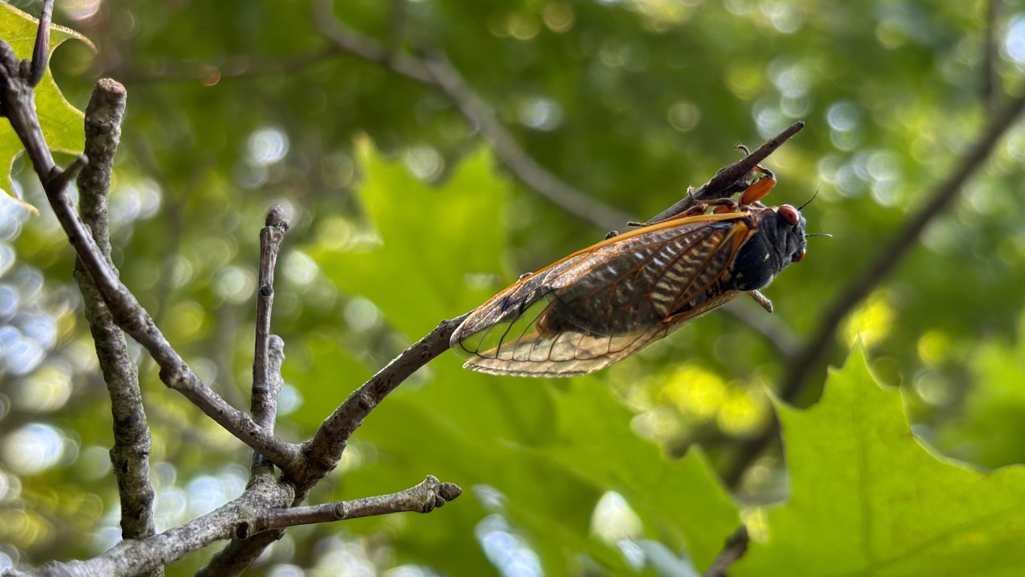 Scientists hope 17-year cicadas can unlock the mysteries of toxic mercury
