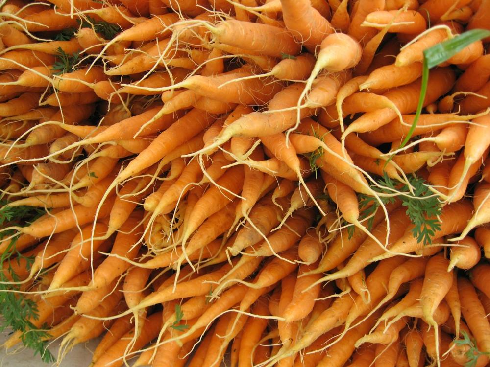 Steve Parker's carrots are doing well despite the rain. (WBUR)