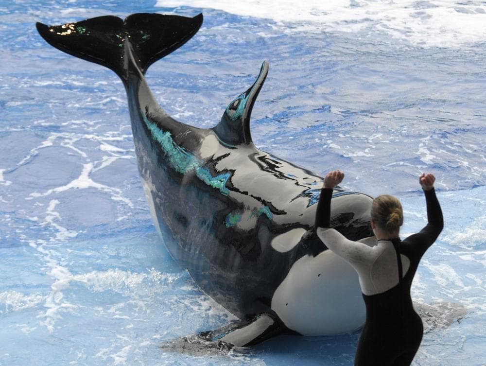 A SeaWorld trainer performs with a killer whale during the first show after an orca killed a trainer at theme park three days earlier in Orlando, Fla., Saturday. More than 2,000 people watched killer whales perform Saturday at SeaWorld for the first time since one of the orcas dragged a trainer to her death underwater in front of horrified spectators. (AP Photo/Phelan M. Ebenhack, Pool)