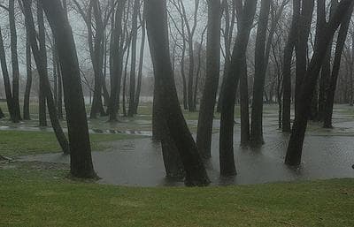 Water puddles up by the Mystic River in Everett.  (Gabrielle Levy for WBUR)