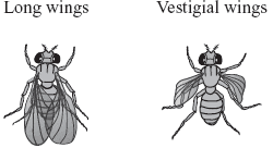 Fruit Flies