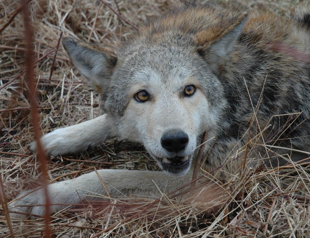 A male coyote barking as conservationist approaches near Sachuest Point in Rhode Island.  (Katy Wolfe/Narragansett Bay Coyote Study)