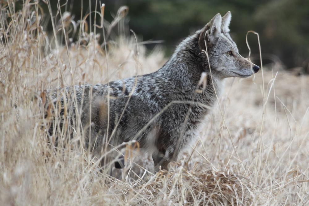 A coyote eyes in prey (gophers) in the city of Calgary, Alberta, Canada. (Jean-Guy Dallaire/Flickr)