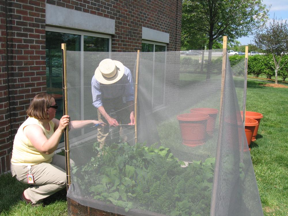 Harvard Pilgrim Health Care employees Marie Duprey and Arthur Ensroth help maintain vegetable beds at the company's Wellesley headquarters. (Sacha Pfeiffer/WBUR)