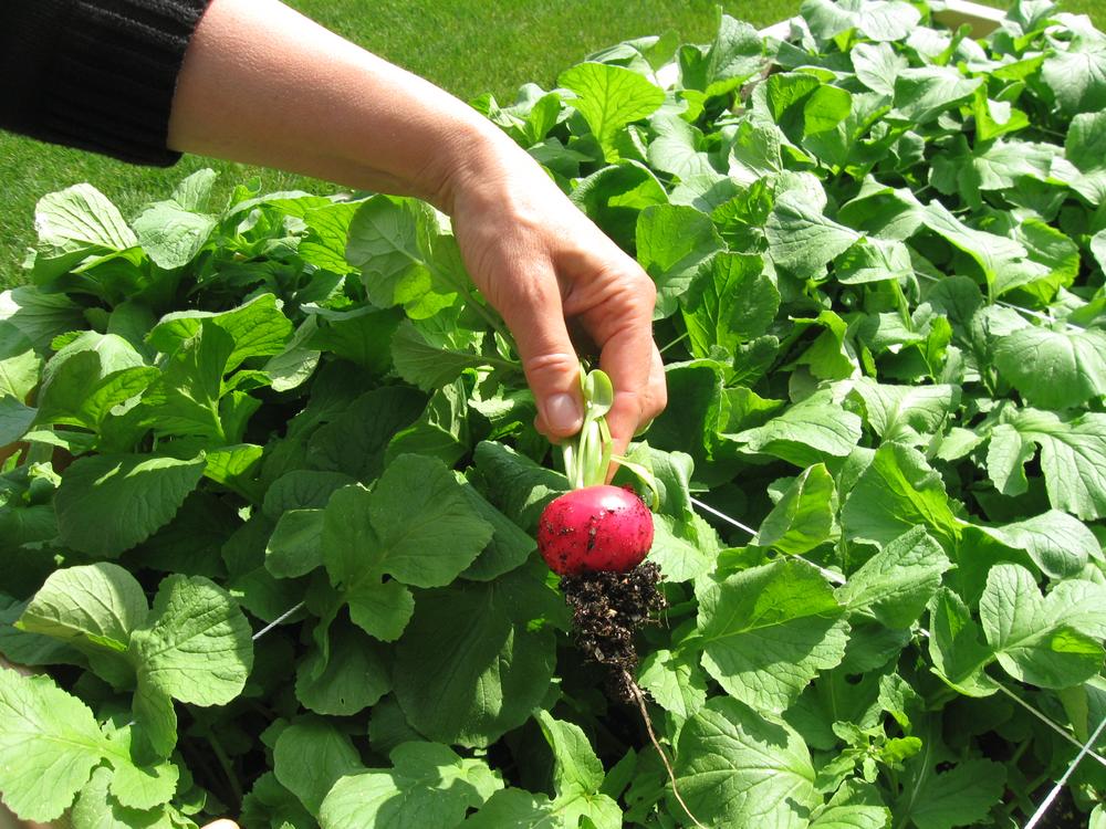 A Harvard Pilgrim employee shows off a ripe radish in the company's organic garden. (Sacha Pfeiffer/WBUR)