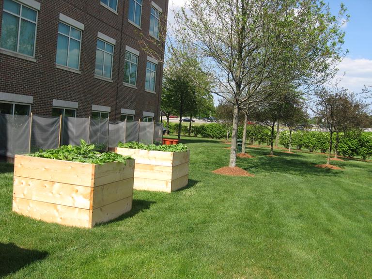 Harvard Pilgrim's corporate headquarters in Wellesley has 10 vegetable beds and four potato bins. (Sacha Pfeiffer/WBUR)