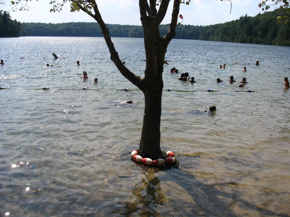 Much of Walden Pond's beach is still covered with water following flooding from spring rains. (Monica Brady-Myerov/WBUR)