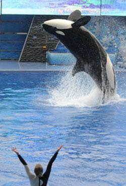 SeaWorld (AP)