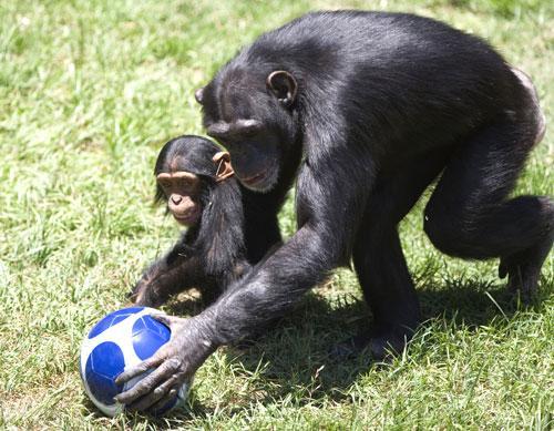 Chimpanzees play with a soccer ball in the Ramat Gan Safari, central Israel, June 10, 2010. (AP)
