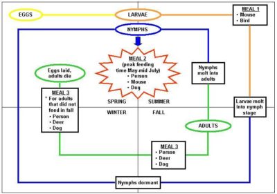 Click to enlarge: The life cycle of a tick. (Courtesy of the Dover Board of Health)