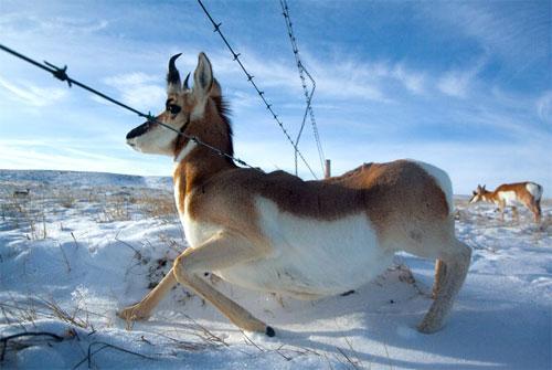 Pronghorn near Medicine Hat, Alberta (Courtesy of National Geographic: Joel Sartore with Nathan Williamson) 