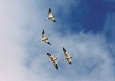 Thanksgiving Tradition: Snow Geese Migration In Vermont