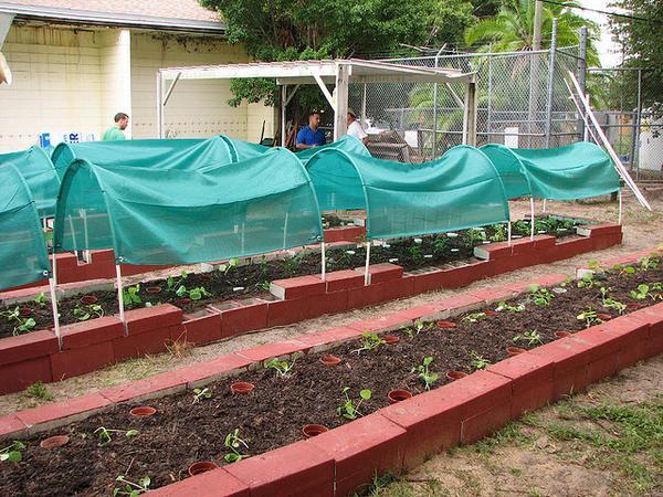 An urban garden in Fort Meyers, FL
