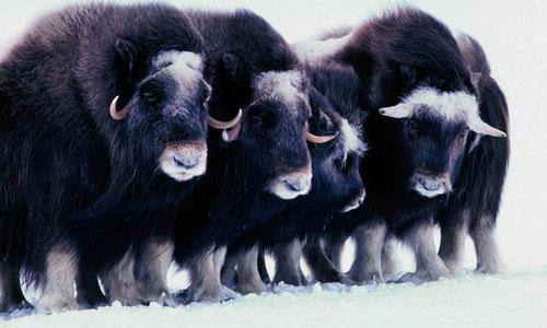 Musk oxen in the Arctic National Wildlife Refuge on Alaska's North Slope. (AP)