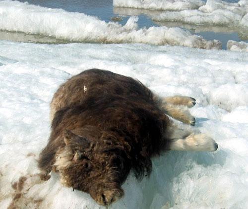 A dead musk ox on Alaska's North Slope in 2004. (AP)