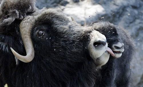 A female Musk Ox licks its newborn calf in the Daehlhoelzli Zoo in Bern, Switzerland, 2009. (AP)