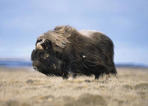 (Credit: U.S. Fish and Wildlife Service)