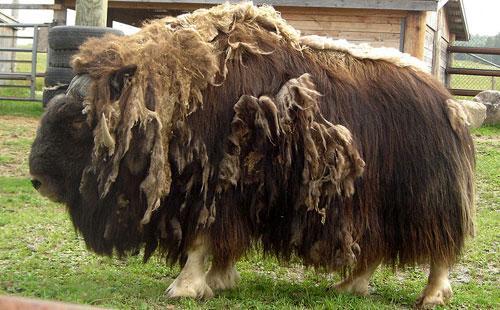 Musk ox at the Pavillon de la Faune, Stratford, Quebec (Wikimedia Commons/Circeus)