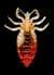 louse
