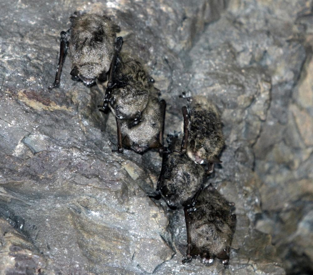 Hibernating bats are seen in an abandoned limestone mine in Rosendale, N.Y. (AP)