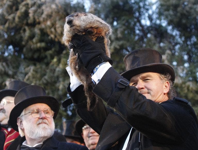 Punxsutawney Phil the weather predicting groundhog, predicts an early Spring Wednesday in Punxsutawney, Pa. (AP)
