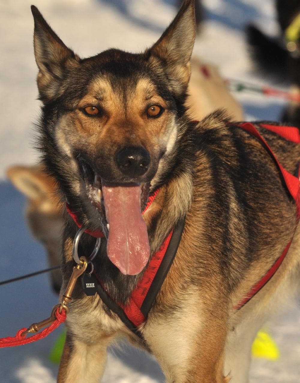 It seems unfair that the hardest working participants of the Iditarod dog sled race receive no compensation for their efforts. (AP)