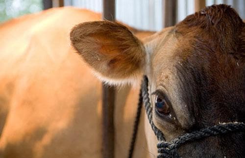 Kurtwood Farm Cow