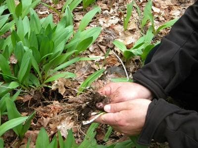 A foraging expedition for spring leeks or ramps in northern New England. (Kathy Gunst/Here &amp; Now)