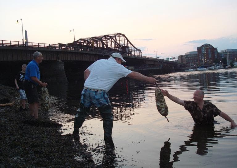 Andrew Jay (pictured standing) of the Massachusetts Oyster Project, at work repopulating Boston Harbor with oysters (Adam Ragusea/WBUR) 