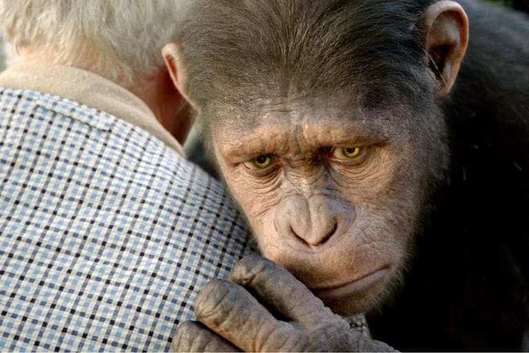  In this image released by Twentieth Century Fox, Caesar the chimp, a CG animal portrayed by Andy Serkis is shown in a scene from "Rise of the Planet of the Apes ." (AP)