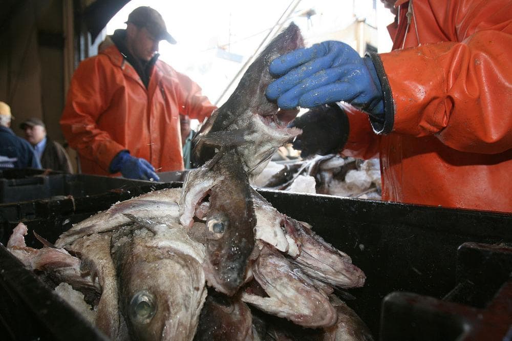 Haddock at Gloucester Harbor (WBUR File)