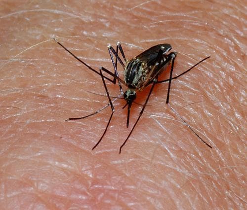 EEE in Mosquitoes That Bite Mammals (That Means You!) In Massachusetts |  WBUR News