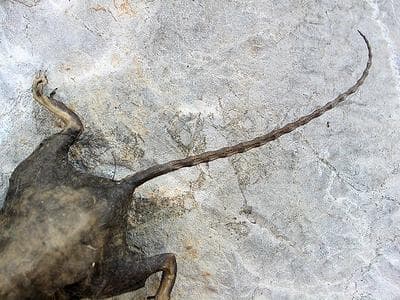 Well-exercised mice were found to have re-energized brain cells