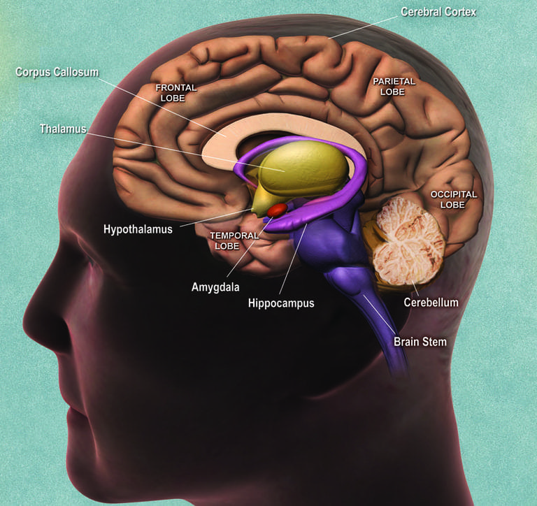 Side view of the brain (Courtesy NIH)