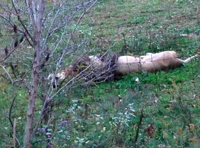 A dead lion lays by the fence on Terry Thompson's farm near Zanesville, Ohio. Police killed dozens of animals Tuesday that escaped from the wild-animal preserve where the owner's body later was found. (AP)