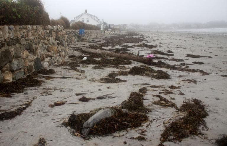 One of the 128 washed-ashore harbor seals researchers have found since Sept. 1 (Courtesy New England Aquarium)