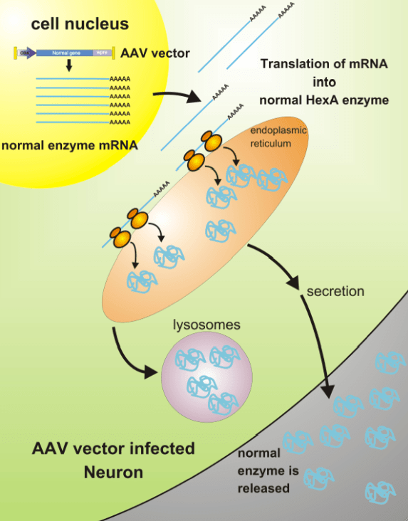 What happens in neurons after gene transfer: Recombinant adeno-associated virus (rAAV) vector carrying the normal Tay-Sachs gene instructs the neuron to make normal enzyme in large quantities. The normal enzyme is used to clear stored material in its own lysosomes, and also is released in large quantities for use by other cells.