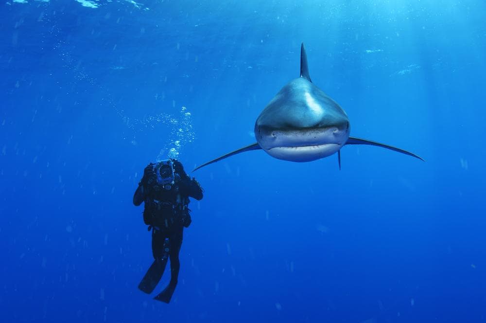An Oceanic Whitetip Shark swims past a biologist with video camera in the Bahamas.(Brian Skerry)