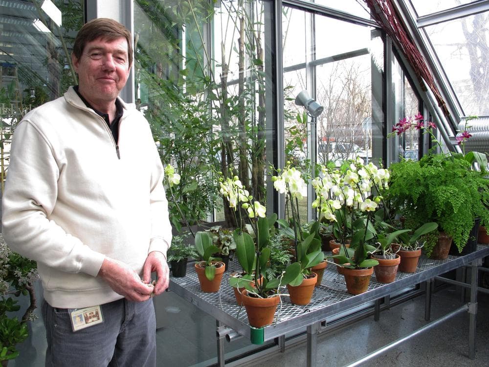 Stanley Kozak, head of the horticultural department at the Gardner Museum (Andrea Shea/WBUR) 